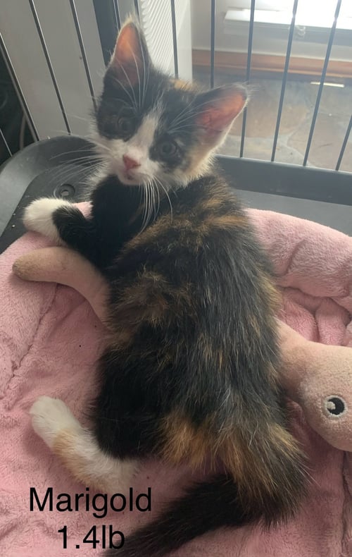 MARIGOLD  ( RT) - Domestic Short Hair available for adoption