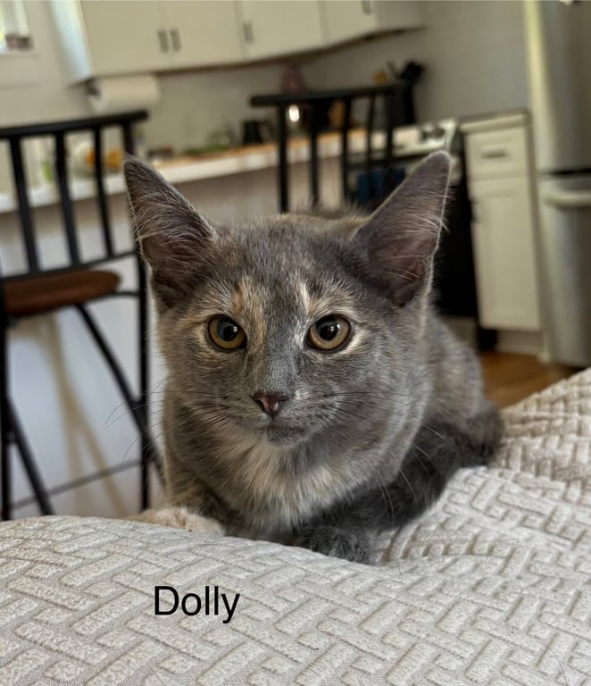 Dolly Image