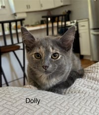 Dolly - Photo 1