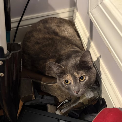 DOLLY - Domestic Short Hair / Dilute Tortoiseshell available for adoption