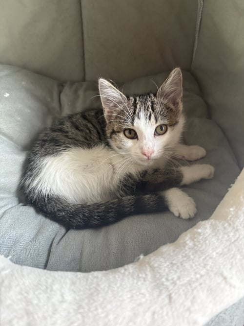 MATILDA  ( TH) - Domestic Short Hair available for adoption