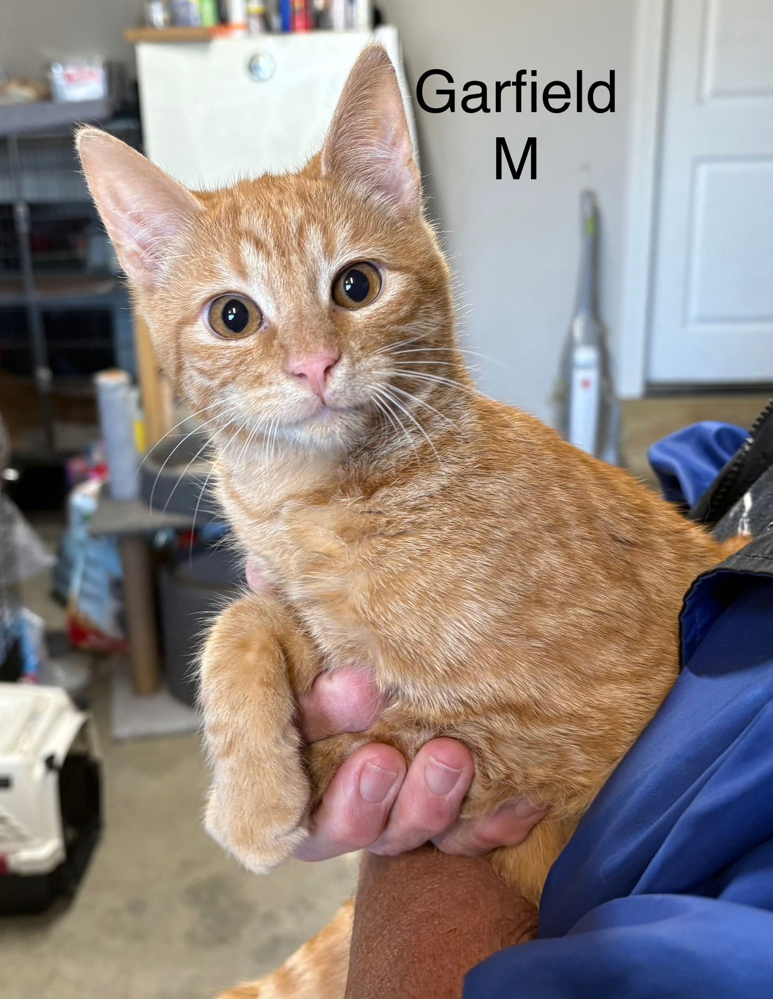 GARFIELD. - Domestic Short Hair available for adoption