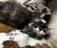 Alma  (kk/mb) - Photo 2