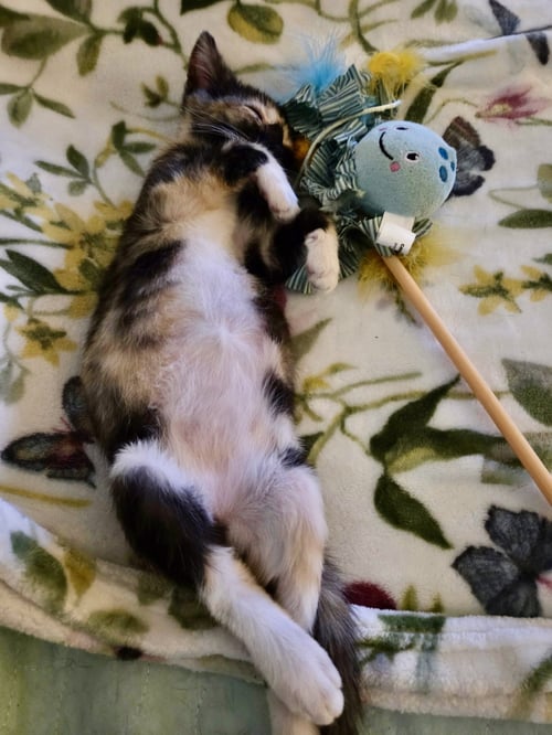 ALMA  (KK/MB) - Tortoiseshell / Domestic Short Hair available for adoption