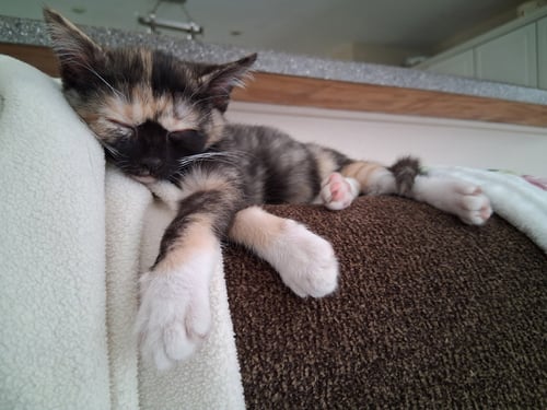 ALMA  (KK/MB) - Tortoiseshell / Domestic Short Hair available for adoption