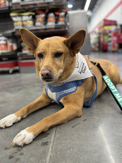 LOLA  (AE) - Rat Terrier / Chow Chow available for adoption