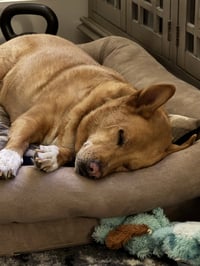 Lola  (ae) - Photo 4