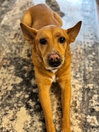 Lola  (ae) - Photo 11