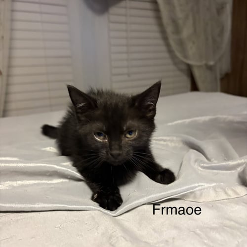 LOKI   (RT) - Domestic Short Hair available for adoption