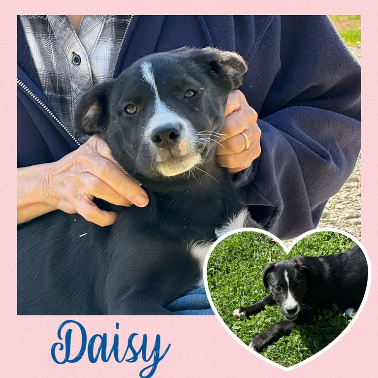 Daisy  (rt) Image