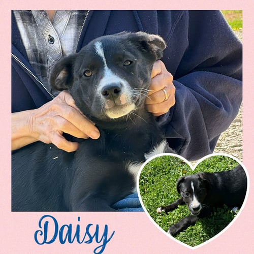DAISY  (RT) - Black Labrador Retriever available for adoption