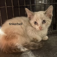 tinkerbell  ( th) - Photo 2