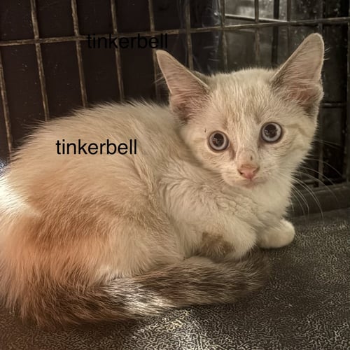 TINKERBELL  ( TH) - Domestic Short Hair / Siamese available for adoption