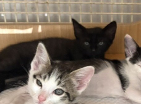 kitten 2 Image
