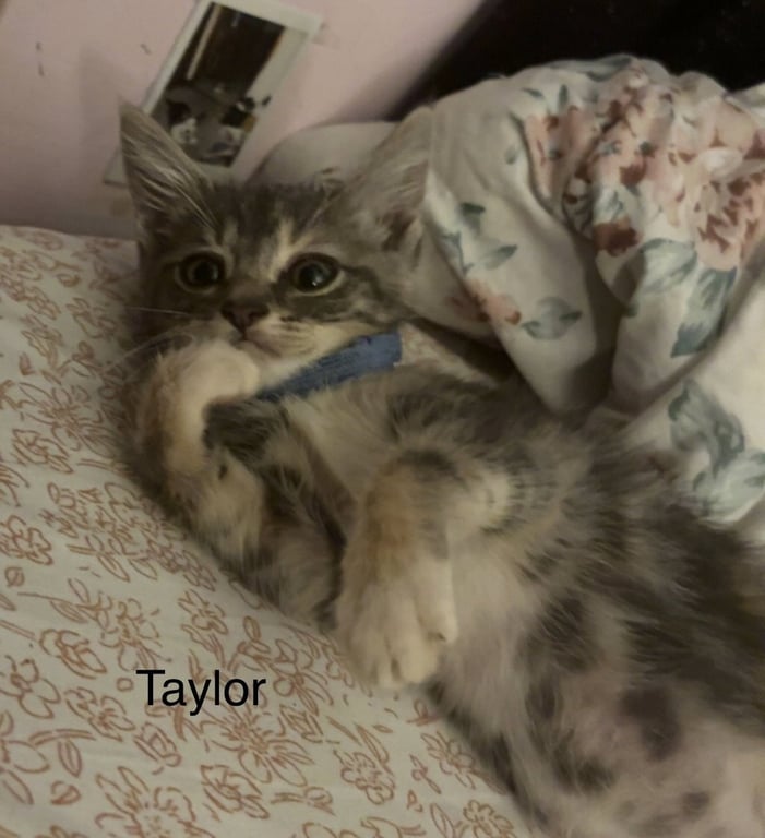 Taylor Image
