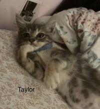 Taylor - Photo 1