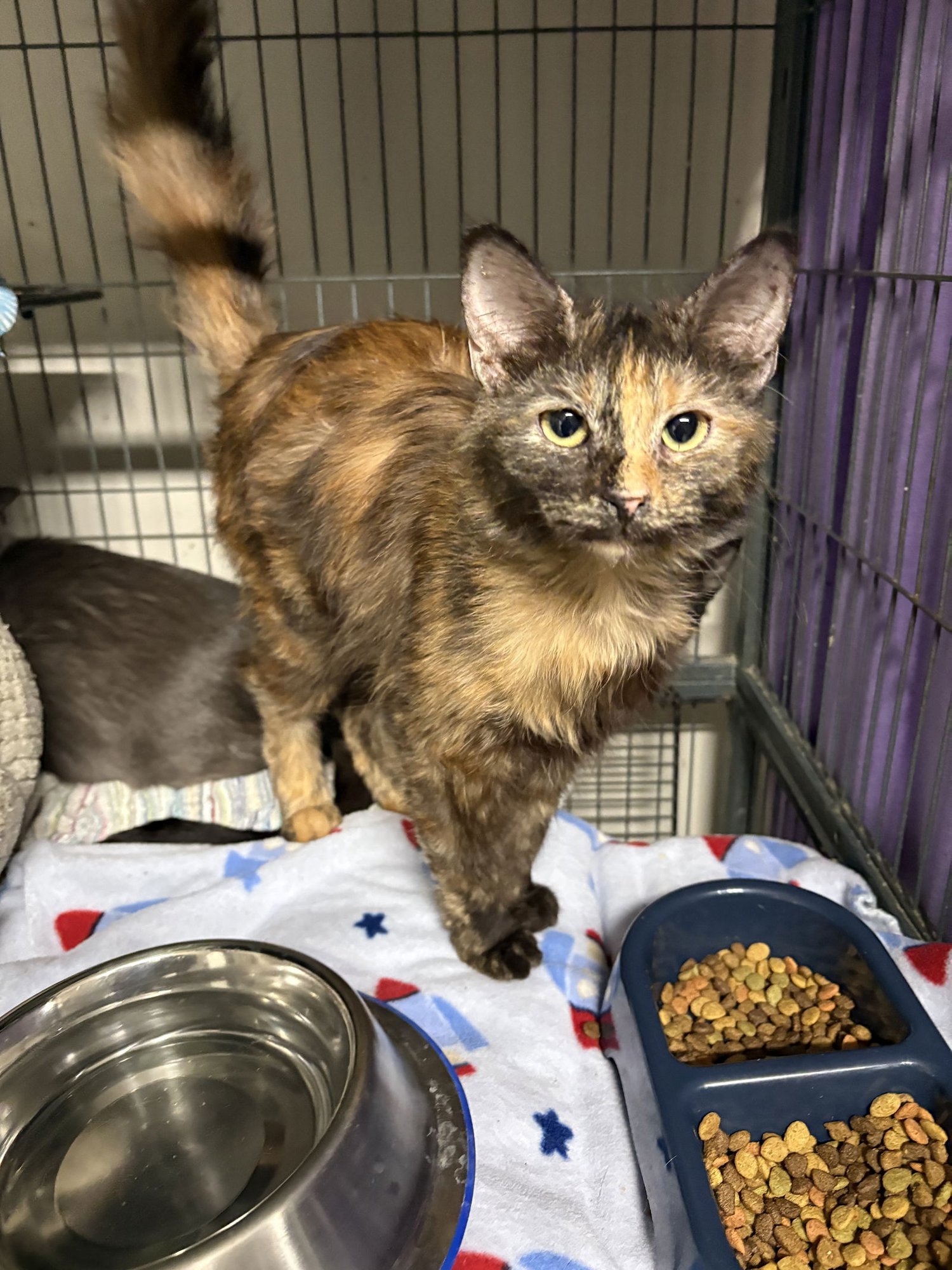 DUFFY    (TH) - Domestic Medium Hair / Tortoiseshell available for adoption