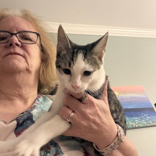 DUNCAN  (TH) - Domestic Short Hair available for adoption