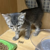 Ray   ( th) - Photo 1
