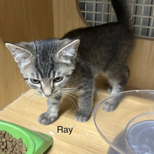 RAY   ( TH) - Domestic Short Hair available for adoption