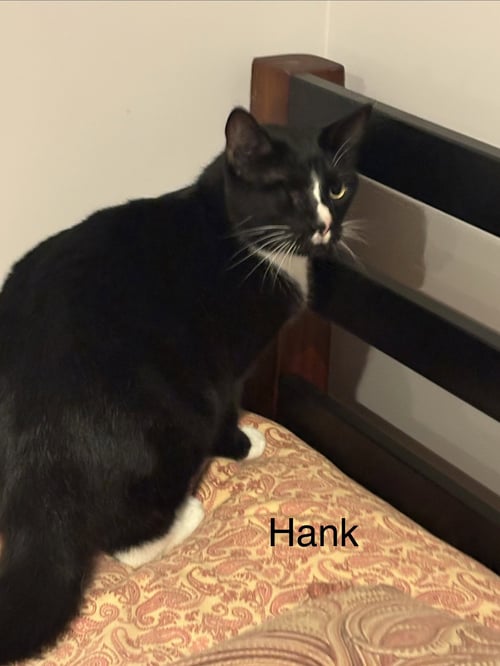 HANK  (TH) - Tuxedo available for adoption
