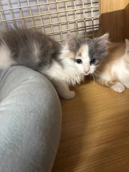 SPUNKY  (TH) - Domestic Short Hair available for adoption