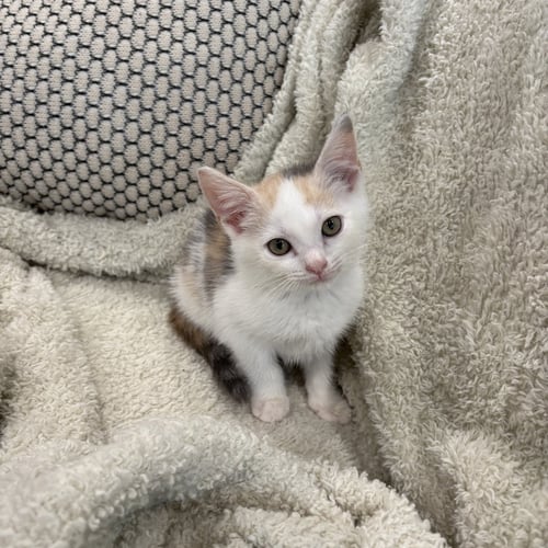 MANGO  AND KIWI ( AD) - Domestic Short Hair available for adoption