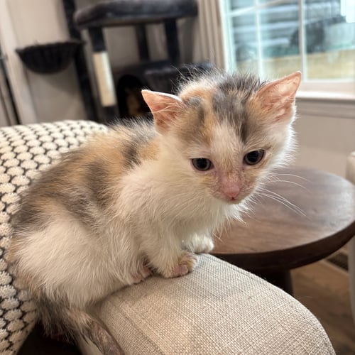 MANGO  AND KIWI ( AD) - Domestic Short Hair available for adoption