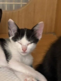 KITTEN 3 - Domestic Short Hair available for adoption