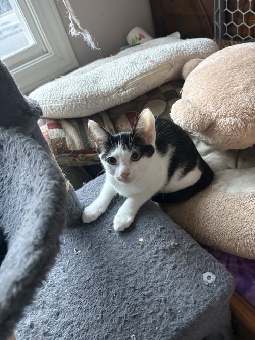SUGAR - Domestic Short Hair available for adoption