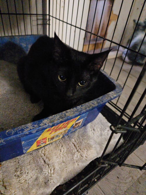 PATTY    ( TH( - Domestic Short Hair available for adoption