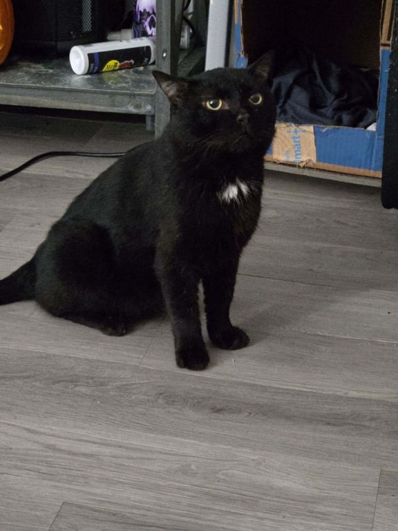 Midnight aka Buster  (nd) Image
