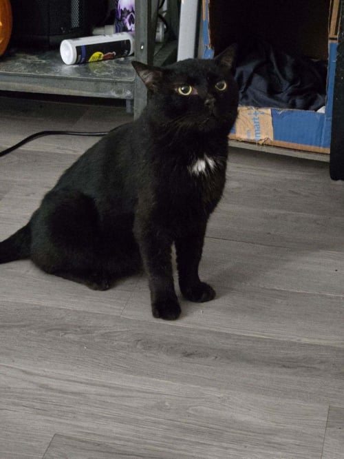 MIDNIGHT AKA BUSTER  (ND) - Domestic Short Hair available for adoption
