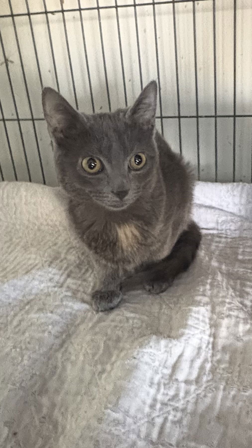 MITZI