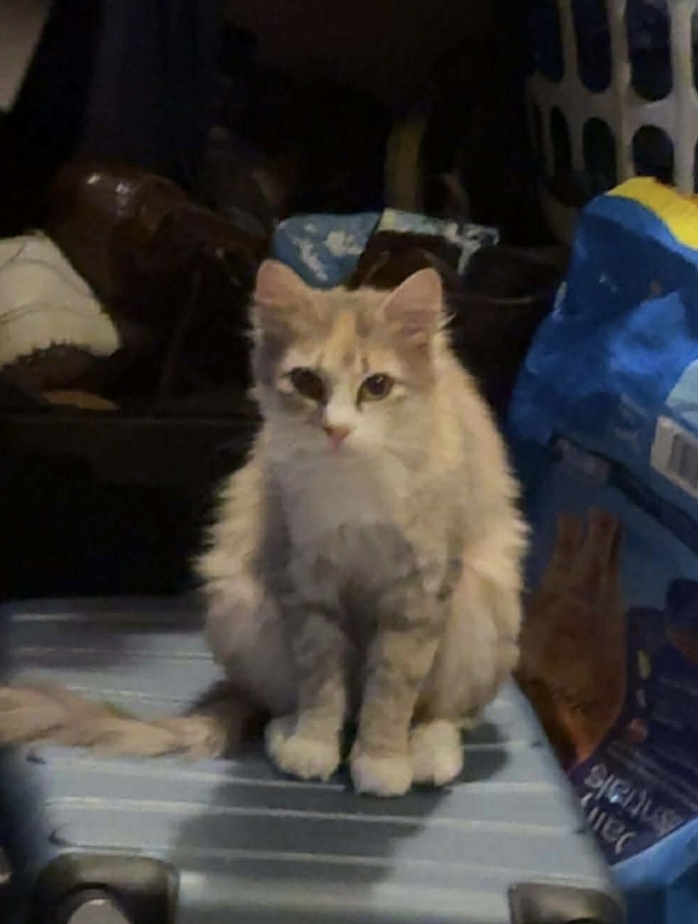 FRISKY  (TH) - Domestic Short Hair available for adoption