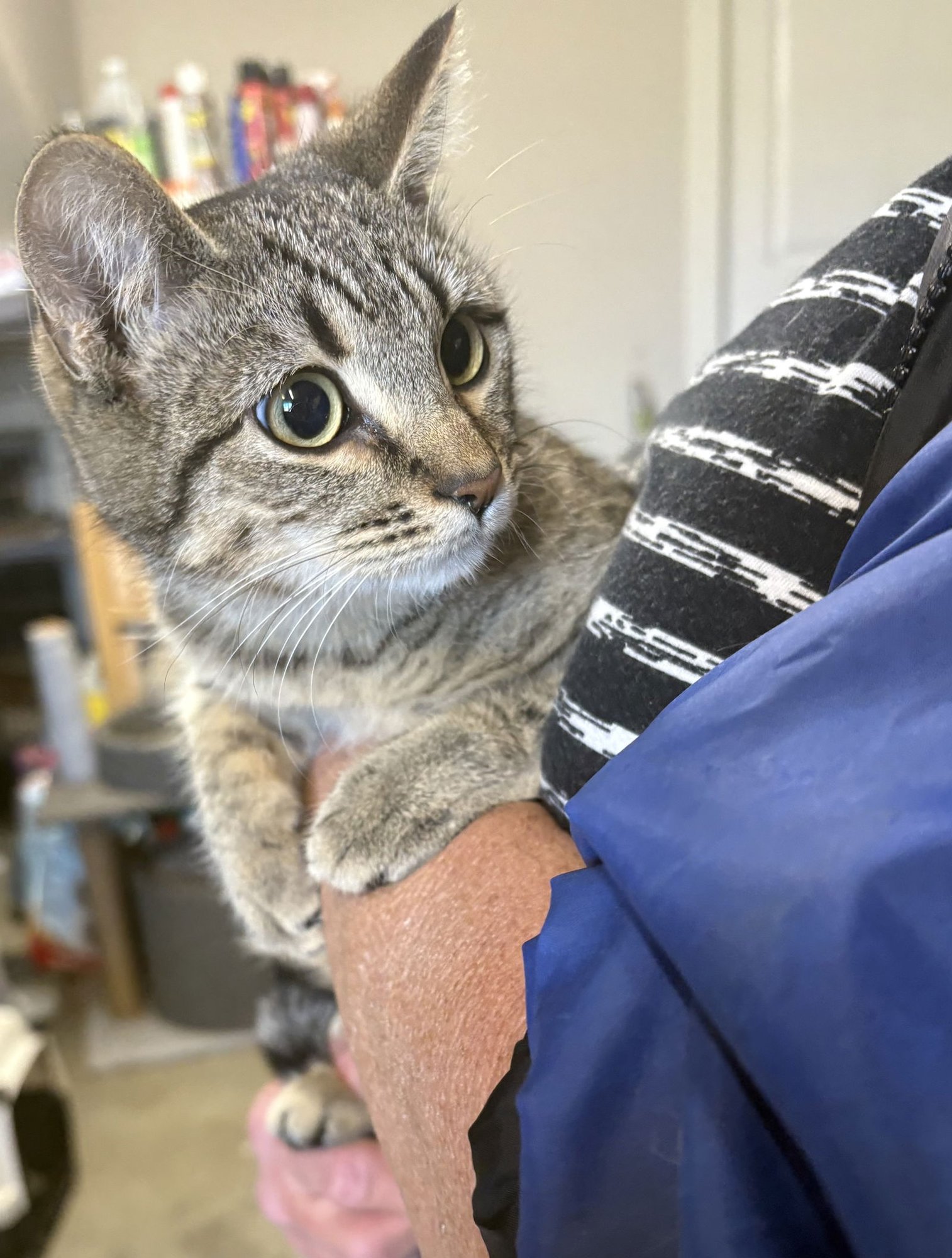 DESTINY - Domestic Short Hair available for adoption