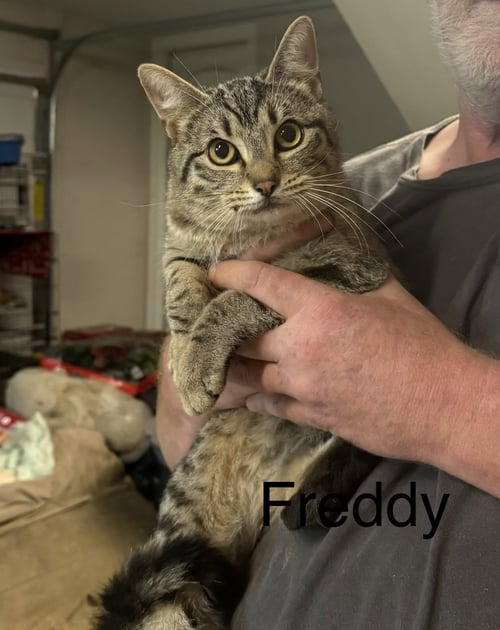 FREDDY  (DH) - Domestic Short Hair available for adoption