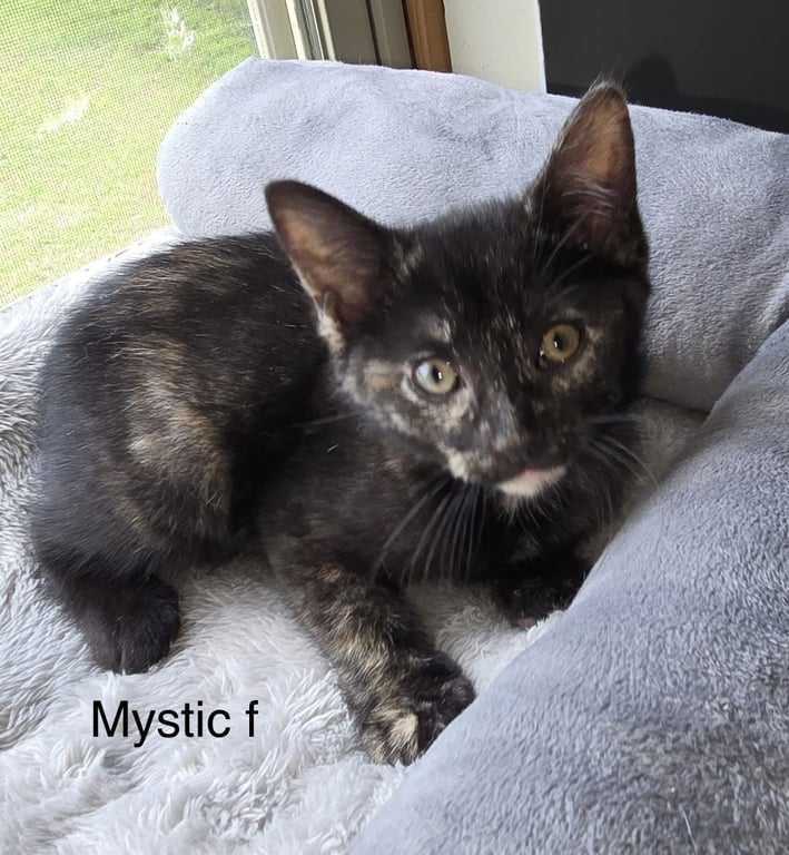 Mystique ( kf) Image