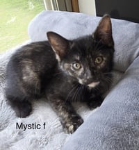 Mystique ( kf) - Photo 1