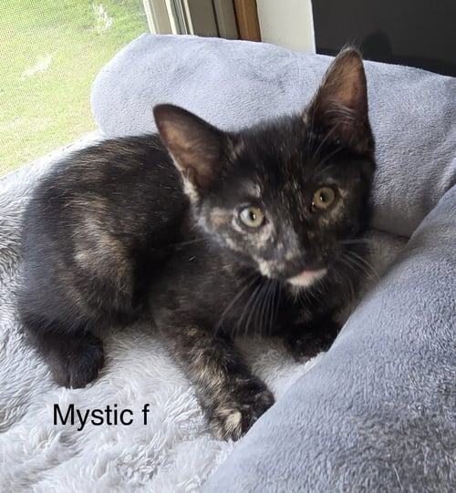 MYSTIQUE ( KF) - Domestic Short Hair for adoption in Clarksville