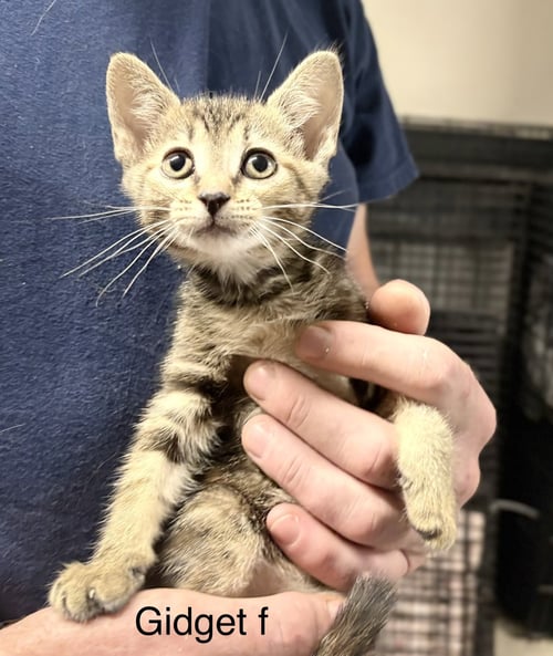 GIDGET   (RG) - Domestic Short Hair available for adoption