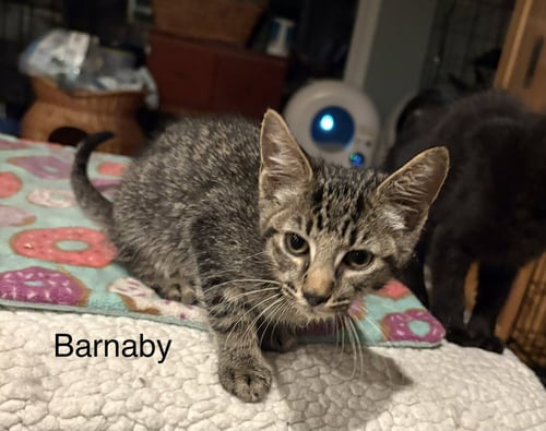 BARNABY ( TH) - Domestic Short Hair available for adoption