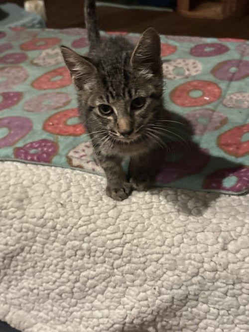 BARNABY ( TH) - Domestic Short Hair available for adoption