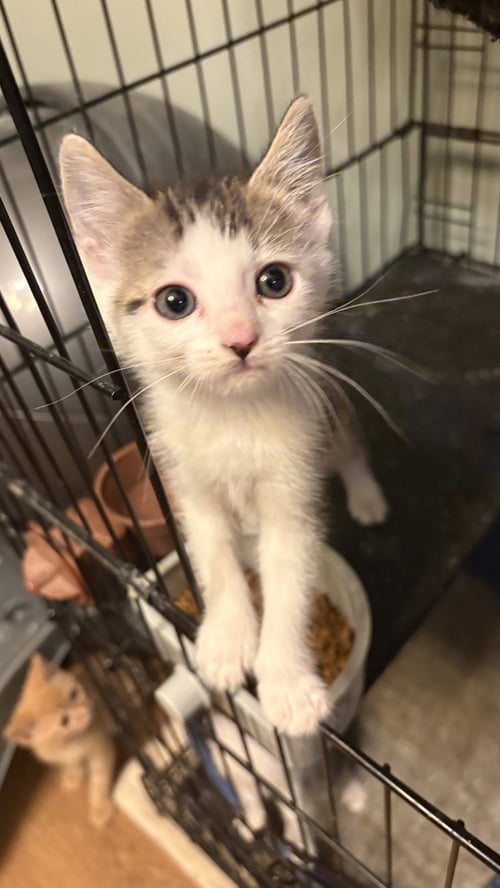VELCRO  ( TH) - Domestic Short Hair for adoption in Clarksville
