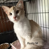 Rusty   (th) - Photo 1