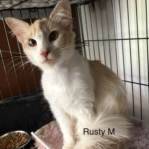 RUSTY   (TH) - Domestic Medium Hair available for adoption