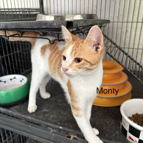 MONTY  ( TH) - Domestic Short Hair available for adoption