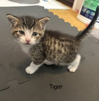 Tigger    (th) - Photo 2