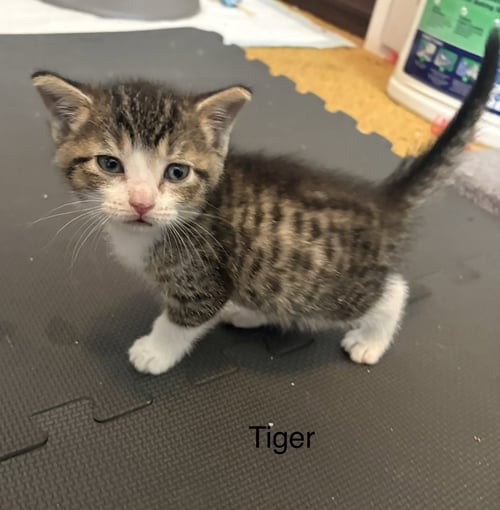 TIGGER    (TH) - Domestic Short Hair available for adoption