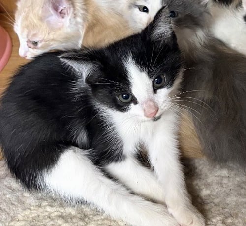 TANGO - Domestic Short Hair available for adoption